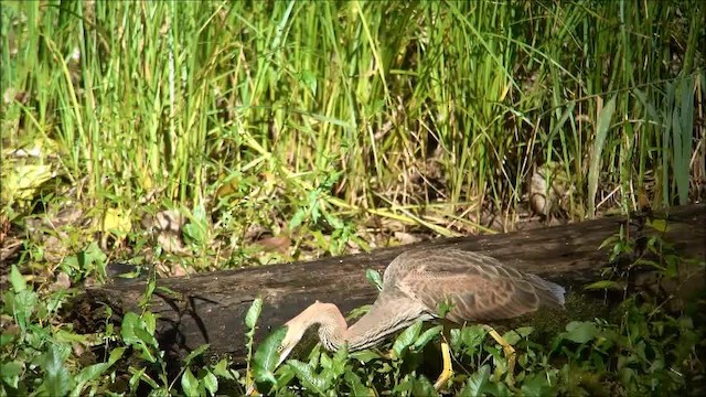 Purple Heron (Purple) - ML200955401