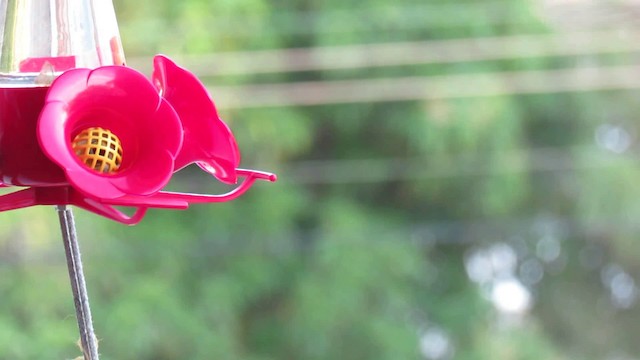 Buffy Hummingbird - ML200955611