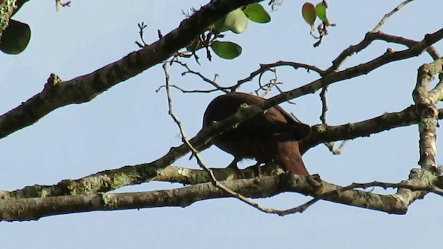 Pigeon vineux - ML200955641