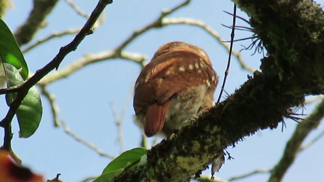 øgleugle (brasilianum gr.) - ML200955651