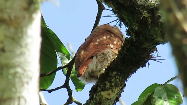 Ferruginous Pygmy-Owl (Ferruginous) - ML200955661