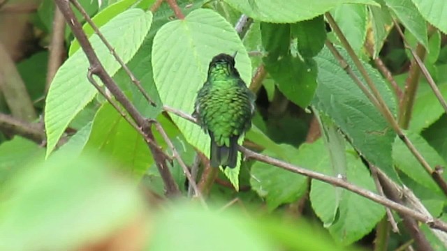 Blue-tailed Emerald - ML200955671