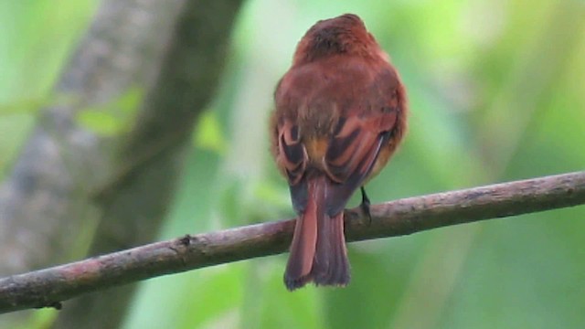 Cinnamon Flycatcher - ML200955681