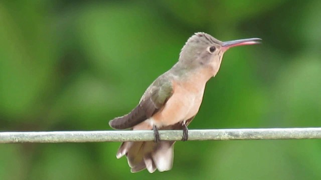 Buffy Hummingbird - ML200955741