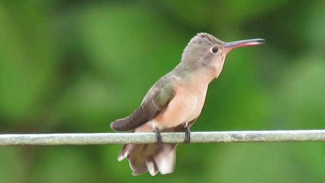 kolibřík rusoprsý - ML200955741