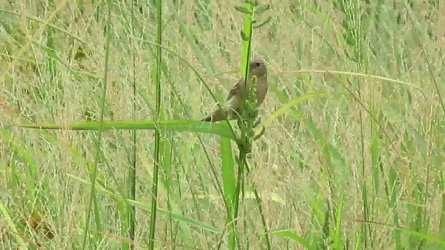 Gray Seedeater - ML200955801