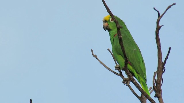 Yellow-crowned Parrot - ML200955881