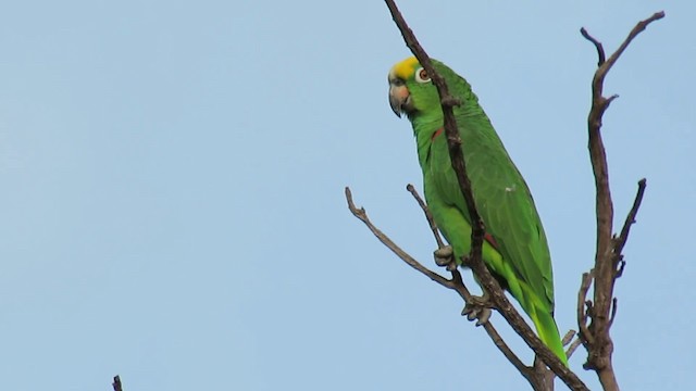 Amazona Real - ML200955881