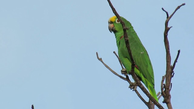 gulkroneamazon - ML200955881