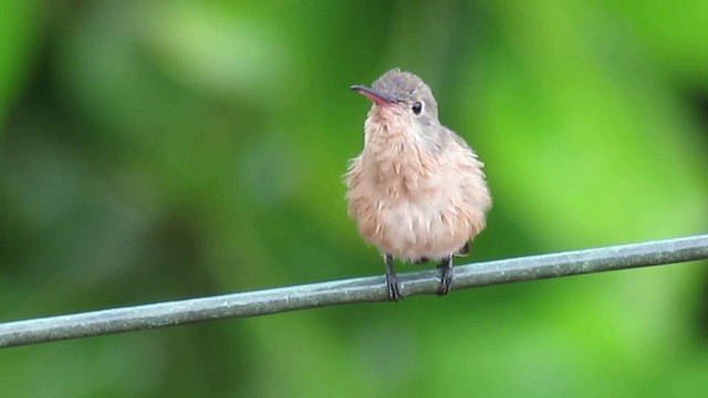 kolibřík rusoprsý - ML200955921