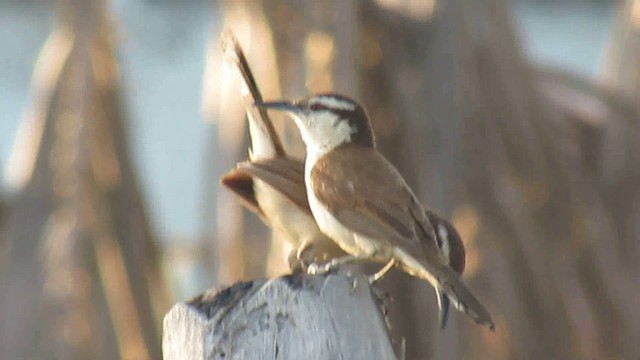 Bicolored Wren - ML200955981