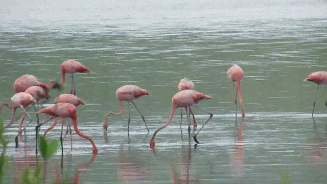 American Flamingo - ML200955991