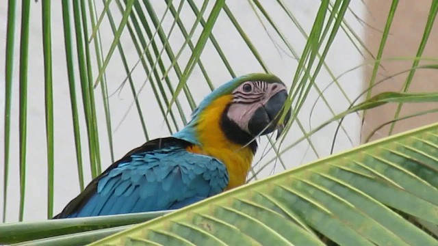 Blue-and-yellow Macaw - ML200956001