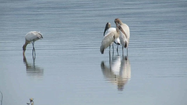 Wood Stork - ML200956011