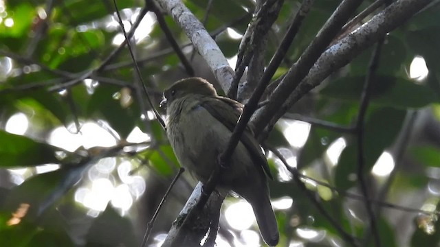 Helmeted Manakin - ML200956051