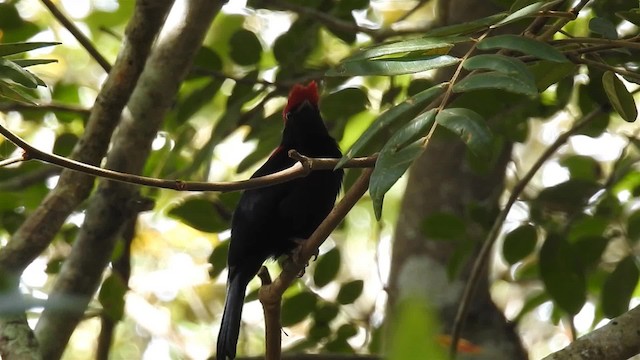 Helmeted Manakin - ML200956061