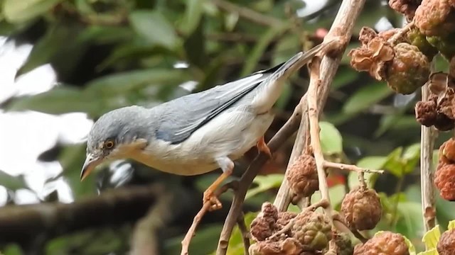 Hooded Tanager - ML200956071