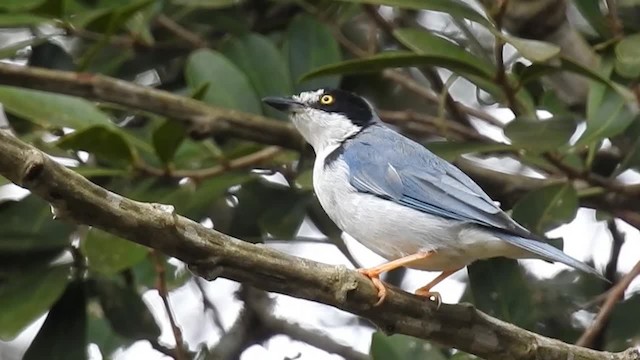 Hooded Tanager - ML200956081