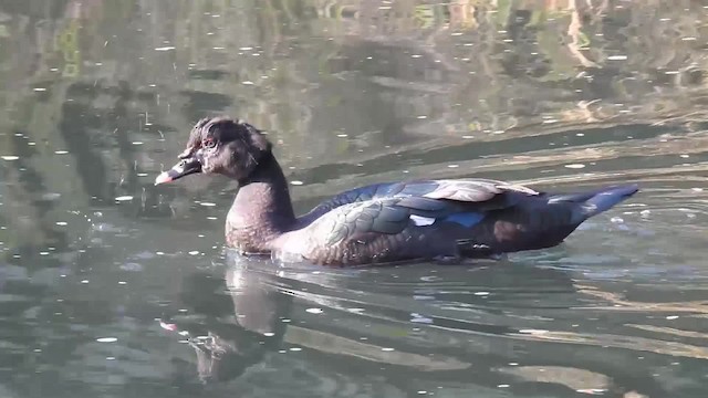 Muscovy Duck - ML200956141