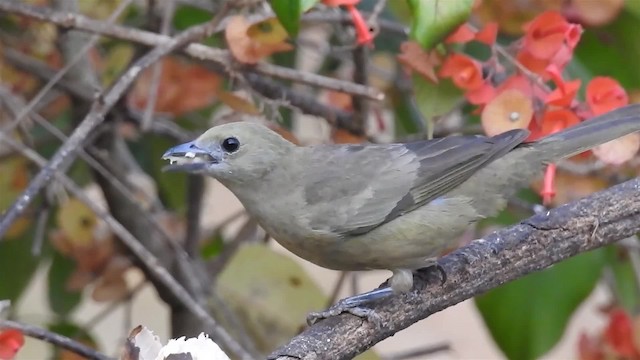 Palm Tanager - ML200956191
