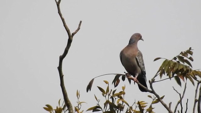 Pigeon picazuro - ML200956211