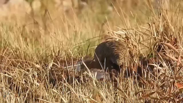 Red-winged Tinamou - ML200956261