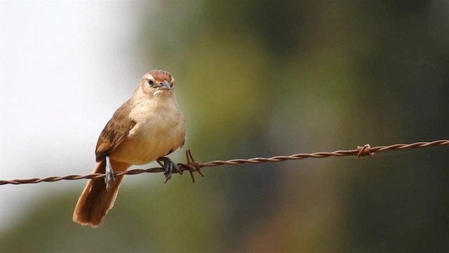 アレチカマドドリ（rufifrons グループ） - ML200956281