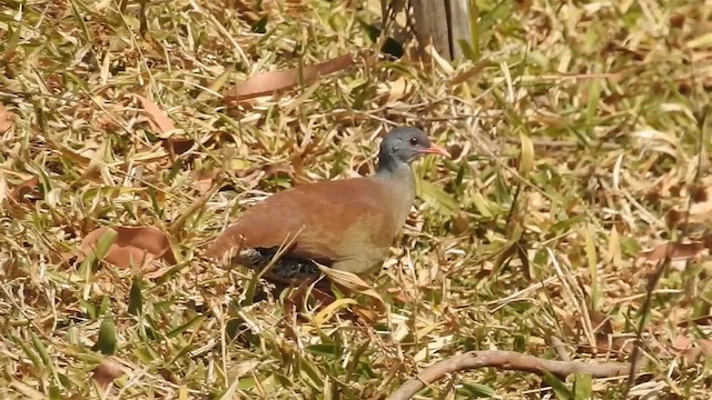 Small-billed Tinamou - ML200956331