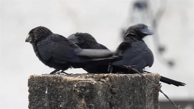 Smooth-billed Ani - ML200956341