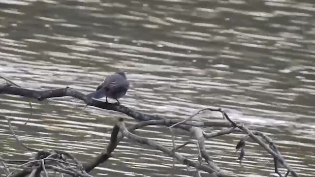 Sooty Tyrannulet - ML200956351