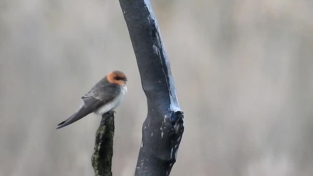 Golondrina Cabecicastaña - ML200956461