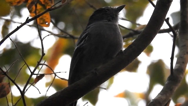 Variable Antshrike - ML200956471