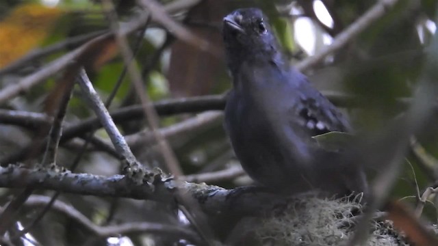 Variable Antshrike - ML200956481