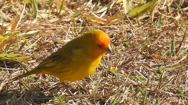 Saffron Finch (Saffron) - ML200956491