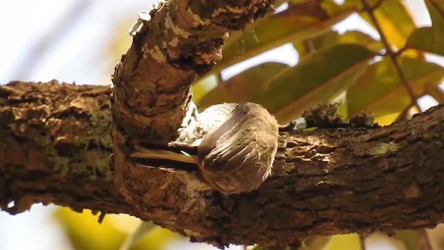 White-barred Piculet (White-barred) - ML200956551