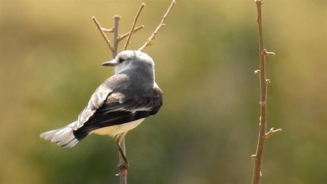 White-rumped Monjita - ML200956571