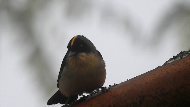 Black-goggled Tanager - ML200956651