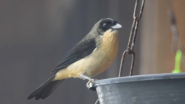 ヒゲフウキンチョウ - ML200956661