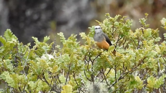 Red-rumped Bush-Tyrant - ML200956931