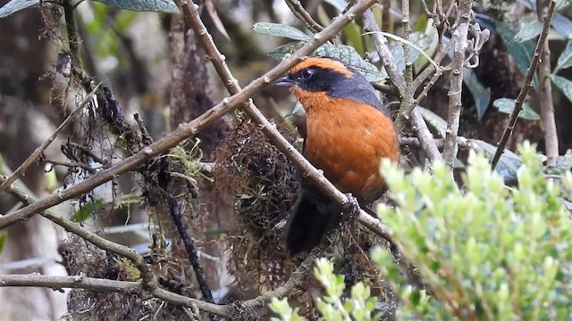 Rufous-browed Hemispingus - ML200956941