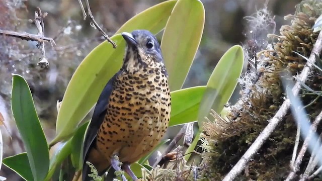 Undulated Antpitta - ML200956961