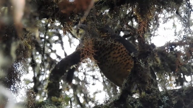 Undulated Antpitta - ML200956971