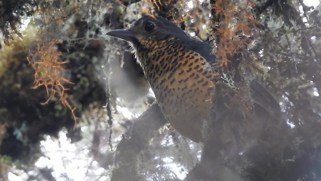 Undulated Antpitta - ML200956981