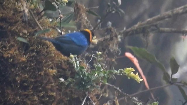 Yellow-scarfed Tanager - ML200956991