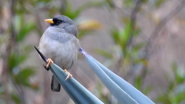 Rufous-backed Inca-Finch - ML200957021