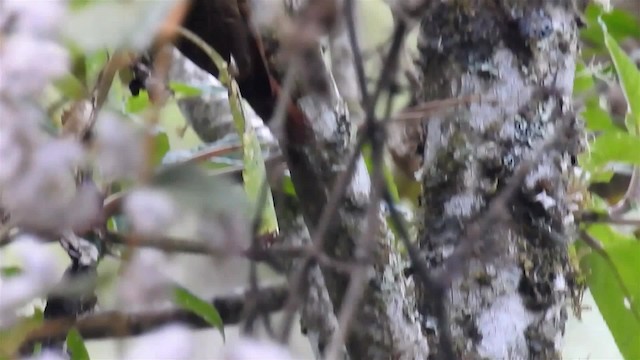 Montane Woodcreeper - ML200957061