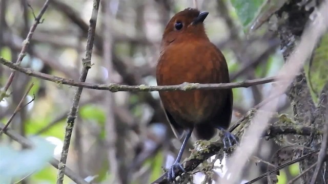 Oxapampa Antpitta - ML200957091