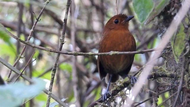 Oxapampa Antpitta - ML200957101