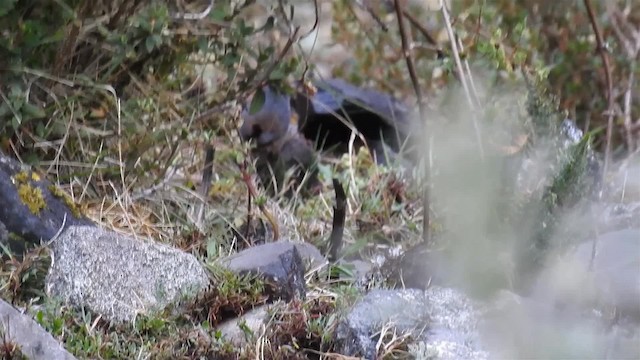 Jalca Tapaculo - ML200957111