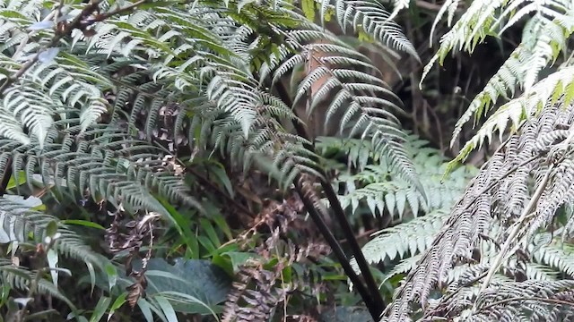 Peruvian Wren - ML200957131